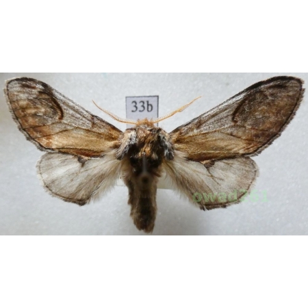 Notodonta ziczac (Linnaeus, 1758) male Czech33b